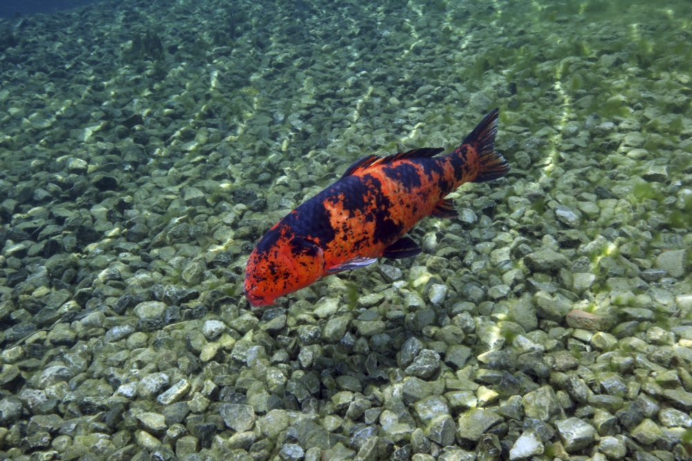A Hi Utsuri koi fish swims over a rocky bottom Canvas Art - Michael WoodStocktrek Images (18 x 12)