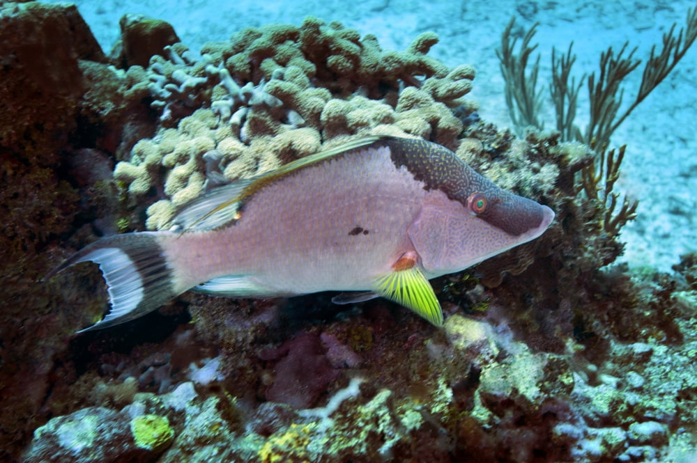 A Hogfish swimming above a coral reef Canvas Art - Michael WoodStocktrek Images (18 x 12)