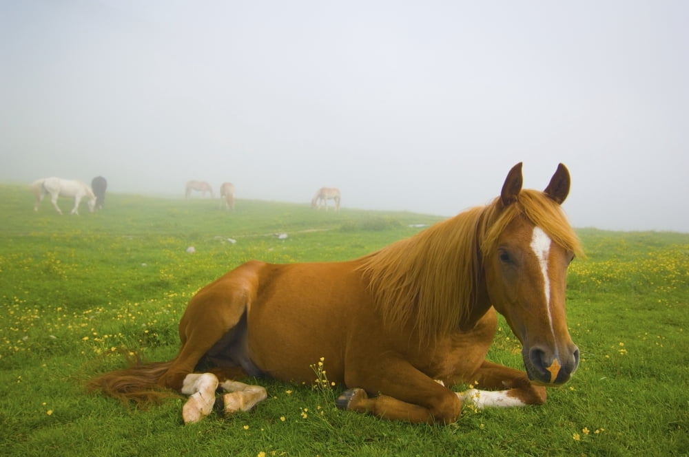 A Horse Sitting On The Grass In A Pasture Veneto Italy Canvas Art - Laura Ciapponi Design Pics (38 x 24)