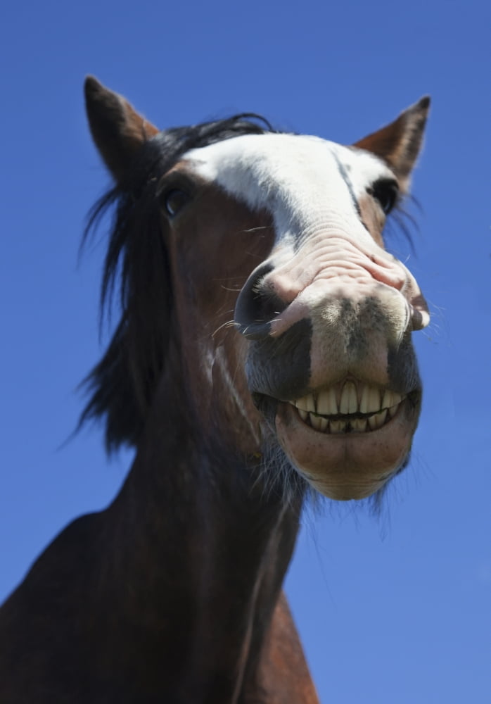 A Horse Smiling And Showing Its Teeth Northumberland England Canvas Art - John Short Design Pics (12 x 18)