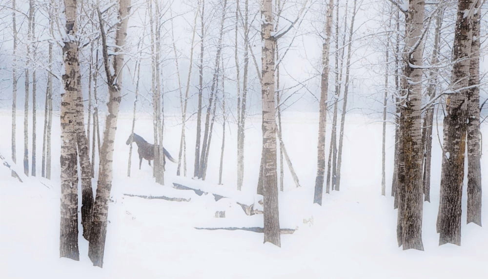 A Horse Stands Beside A Forest Of Bare Trees With The Blustery Snow In Winter Alberta Canada Canvas Art - Steve Nagy Design Pics (40 x 22)