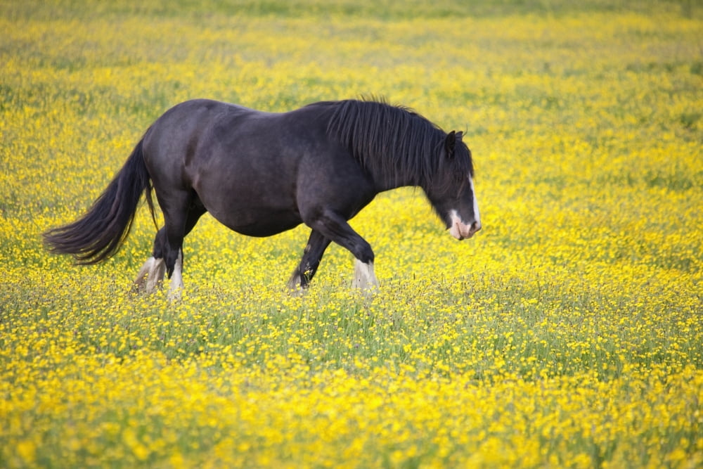 A Horse Walking In A Field Of Yellow Flowers Northumberland England Canvas Art - John Short Design Pics (19 x 12)