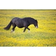 thumbnail image 1 of A Horse Walking In A Field of Yellow Flowers - Northumberland, England Poster Print, 38 x 24 - Large, 1 of 1