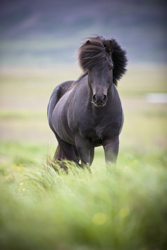 A Horse With Its Mane Blowing In The Wind Iceland Canvas Art - David DuChemin Design Pics (24 x 38)