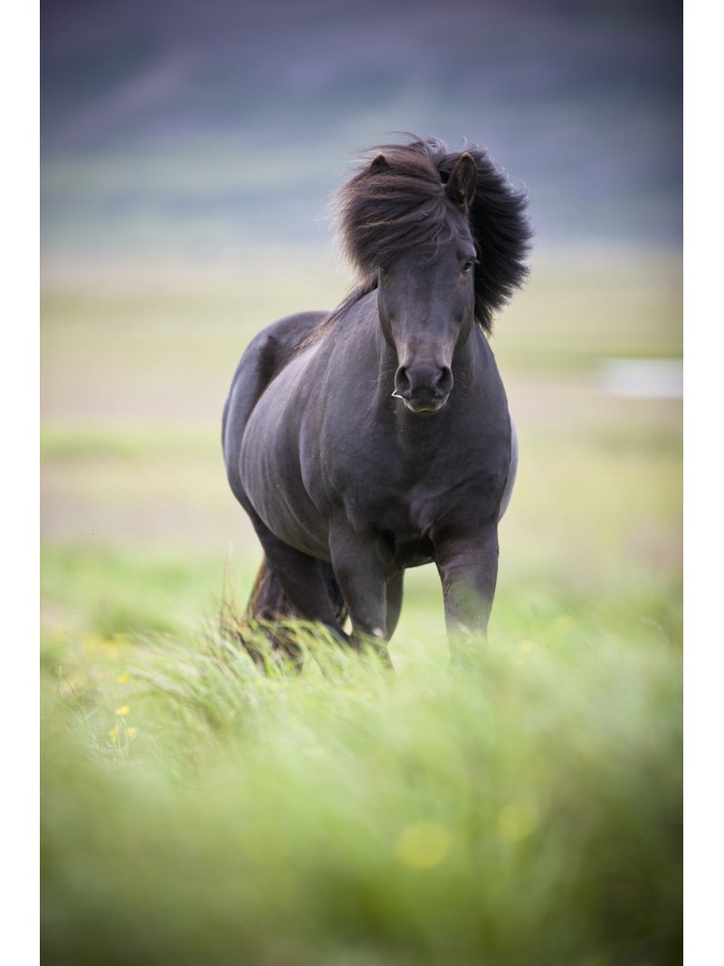 Carvas Design A Horse With Its Mane Blowing In The Wind Iceland Canvas Art - David ...