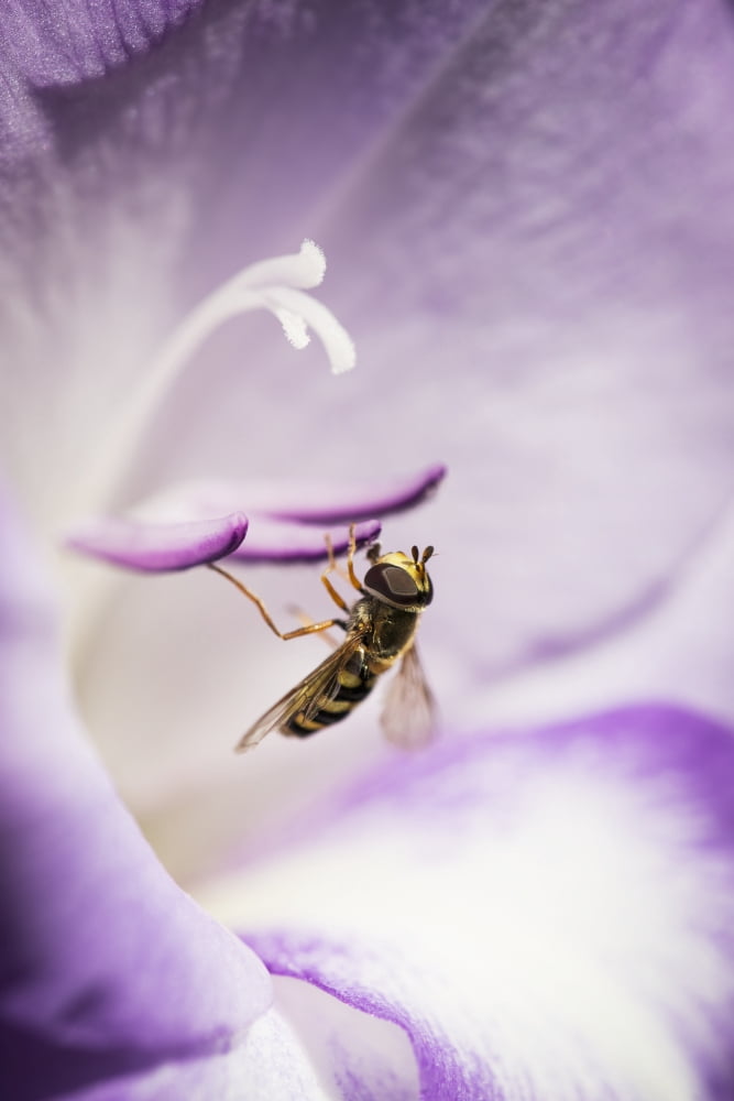 A Hoverfly Visits A Gladiolus Blossom Astoria Oregon United States Of America Canvas Art - Robert L Potts Design Pics (24 x 38)