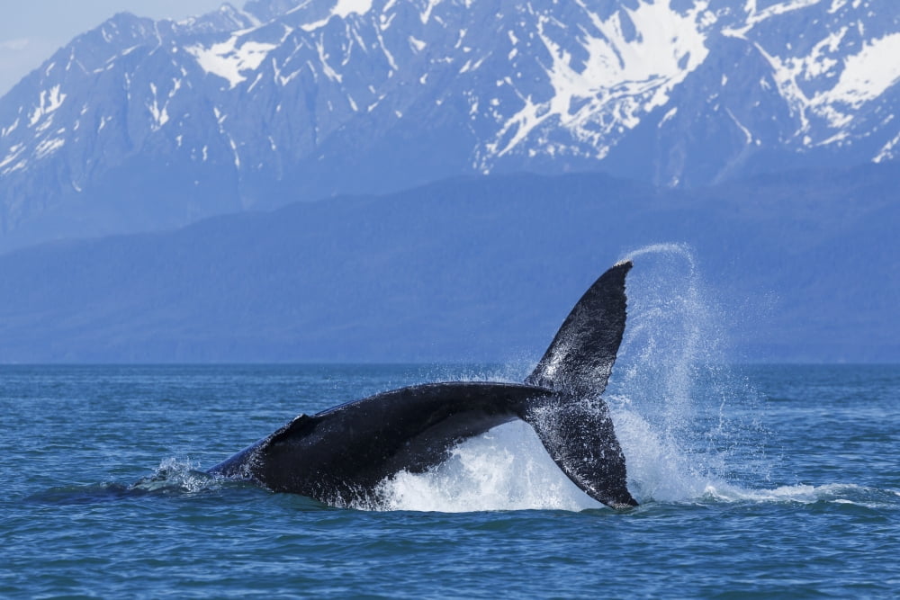 A Humpback Whale calf frolicks in Lynn Canal near Berners Bay Inside Passage Alaska Canvas Art - John Hyde  Design Pics (19 x 12)