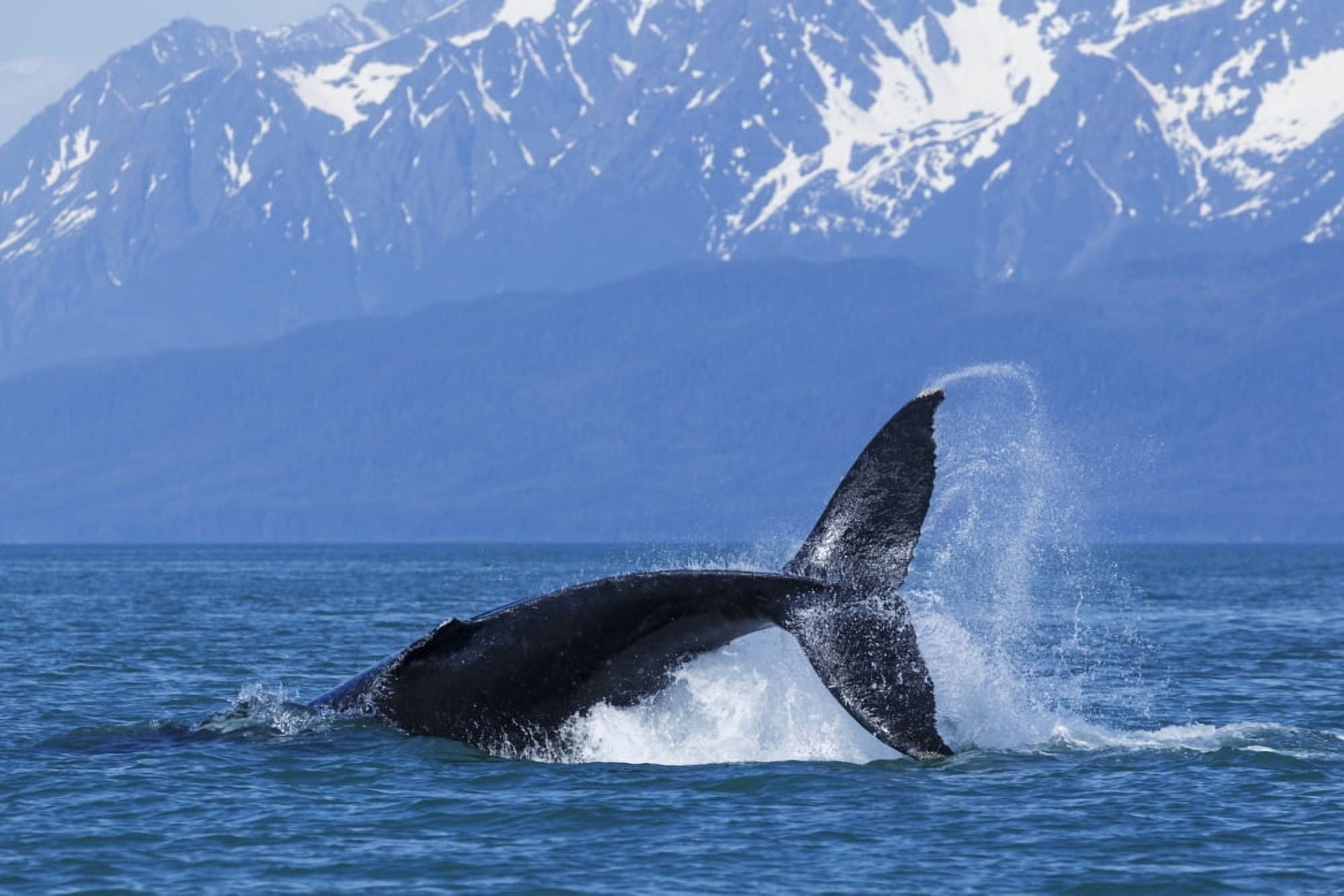 A Humpback Whale calf frolicks in Lynn Canal near Berners Bay Inside Passage Alaska Canvas Art - John Hyde Design Pics (38 x 24)