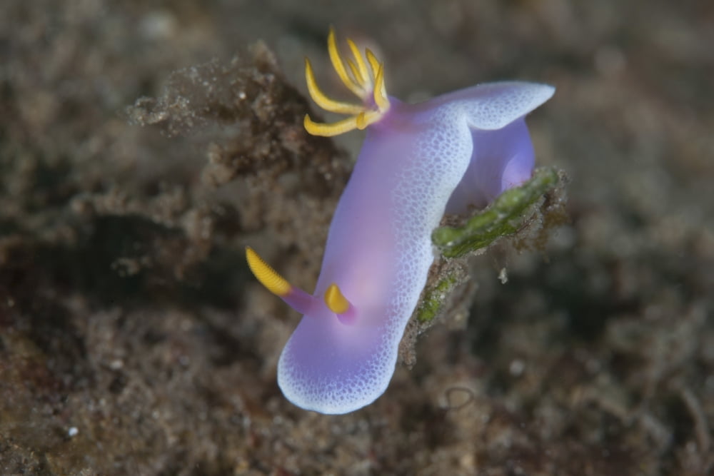 A Hypselodoris bullockii nudibranch crawls slowly across a reef Canvas Art - Ethan DanielsStocktrek Images (17 x 12)
