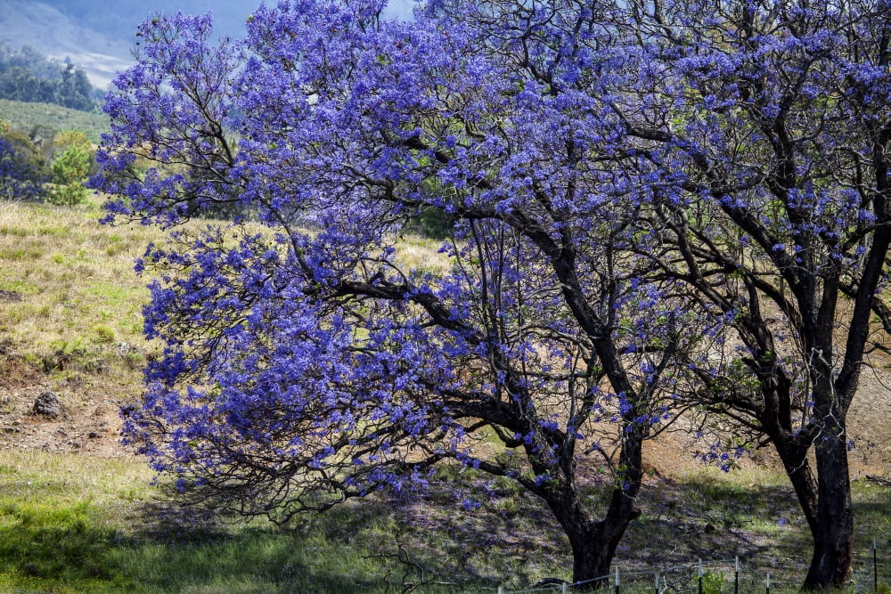 A Jacaranda tree full of purple blossoms Maui Hawaii United States of America Canvas Art - Scott Mead Design Pics (38 x 24)