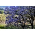 thumbnail image 1 of A Jacaranda tree full of purple blossoms; Maui  Hawaii  United States of America Poster Print, 1 of 2