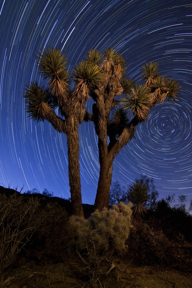 A Joshua tree against a backdrop of star trails California Canvas Art - Dan BarrStocktrek Images (23 x 35)