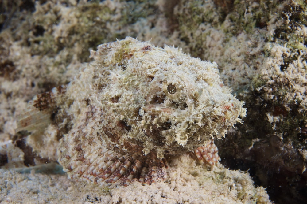 A Juvenile Spotted Scorpionfish camouflaged to its surroundings Canvas Art - Terry MooreStocktrek Images (18 x 12)