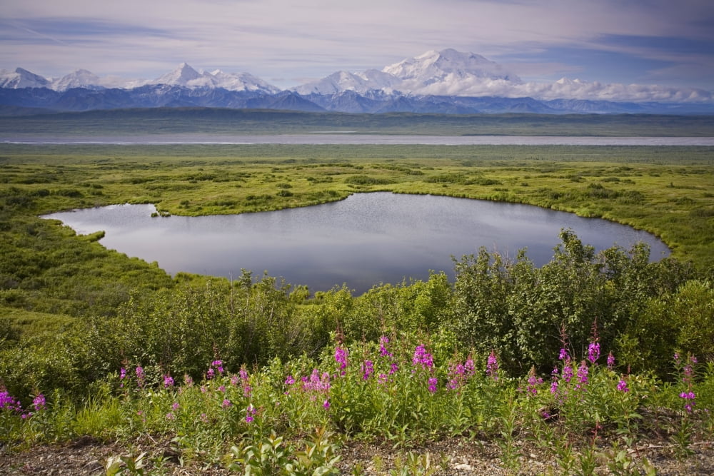 A Kettle Pond Amidst The Summer Tundra Mtmckinley In The Background Denali National Park Alaska Canvas Art - Jeff Schultz Design Pics (34 x 22)
