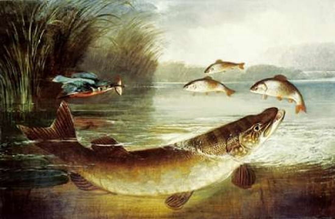 A Kingfisher and a Pike Capturing Perch Canvas Art - Henry Leonidas Rolfe (12 x 18)