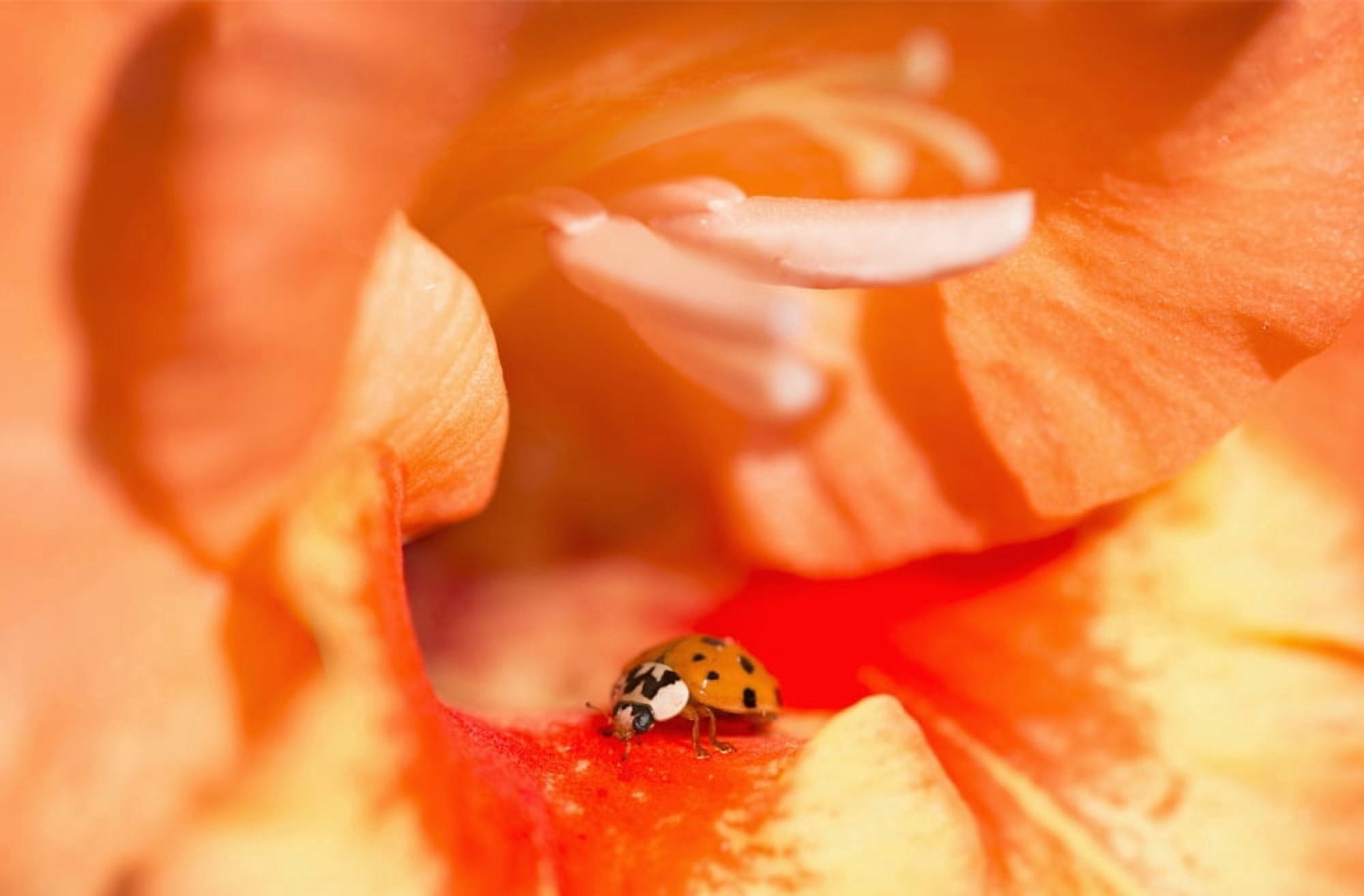 A Ladybug Beetle Searches For Prey In A Gladiolus Blossom Astoria Oregon United States Of America Canvas Art - Robert L Potts Design Pics (19 x 12)