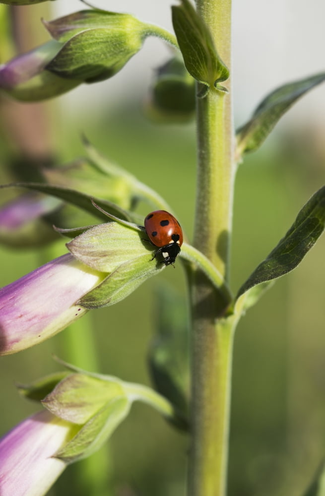 A Ladybug Beetle rests on Foxglove Astoria Oregon United States of America Canvas Art - Robert L Potts  Design Pics (12 x 19)