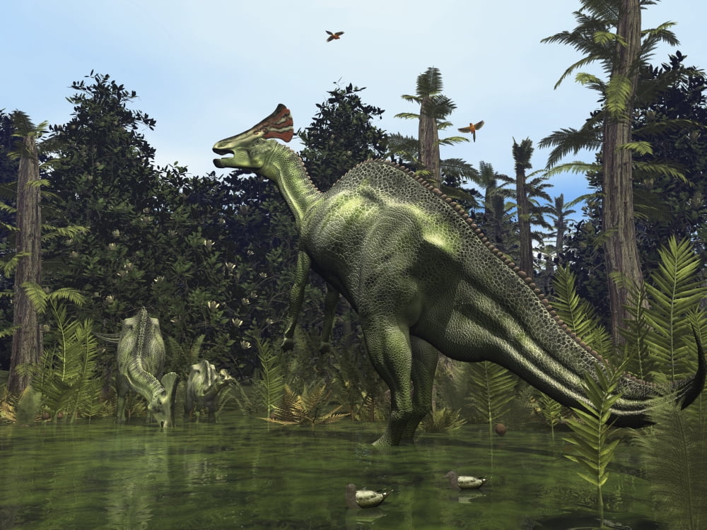 A Lambeosaurus rears onto its hind legs in response to a threat Canvas Art - Walter MyersStocktrek Images (17 x 13)
