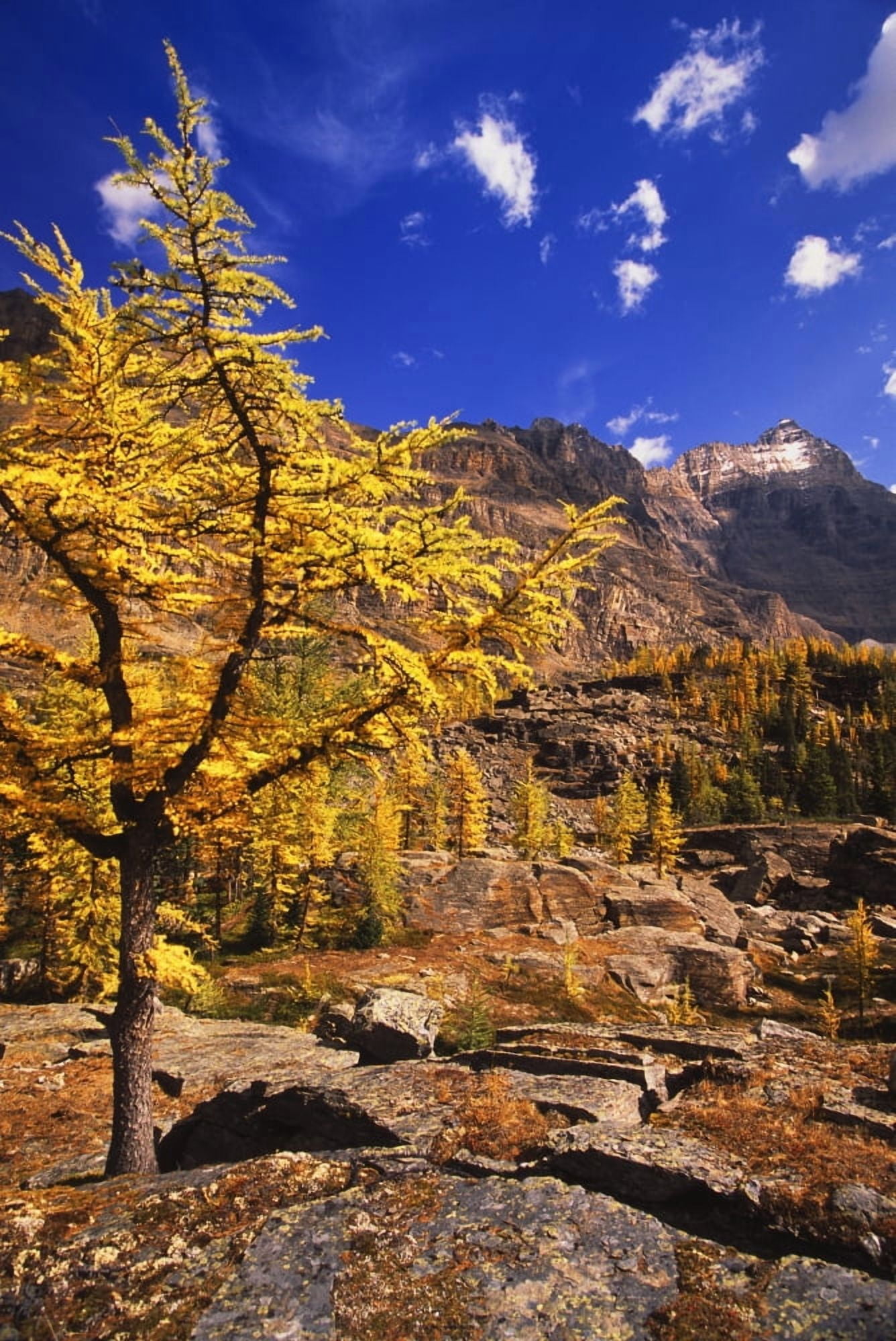 A Larch Tree Canvas Art - Carson Ganci Design Pics (22 x 34)
