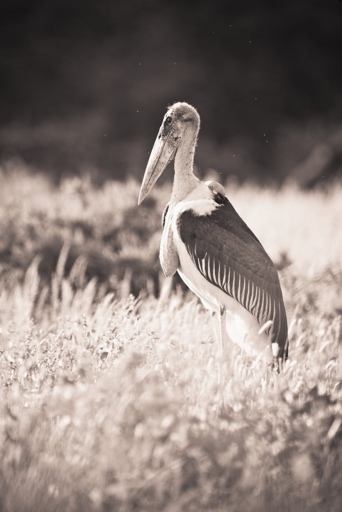 A Large Bird Stands In The Grass Samburu Kenya Canvas Art - David DuChemin Design Pics (12 x 19)