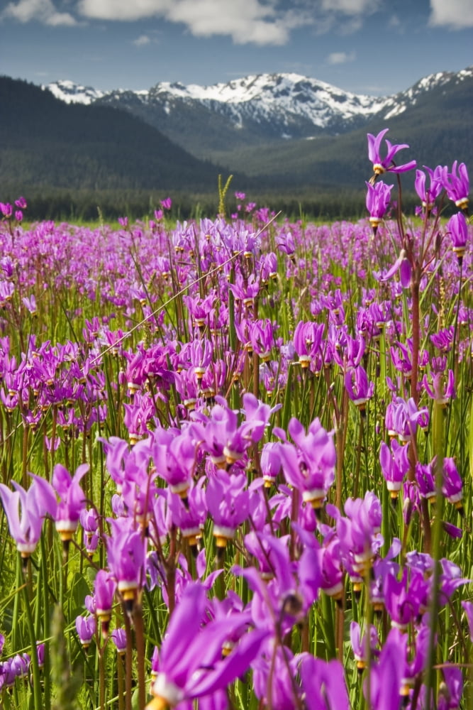A Large Field Of Shooting Stars Bloom In Mendenhall Valley Near Juneau Southeast Alaska Summer Canvas Art - Lynn Wegener Design Pics (22 x 34)