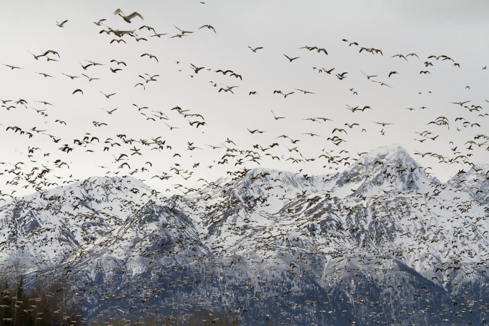 A Large Flock Of Snow Geese Take Off From A Field In The Mat-Su Valley Southcentral Alaska Spring Canvas Art - Doug Lindstrand Design Pics (17 x 11)