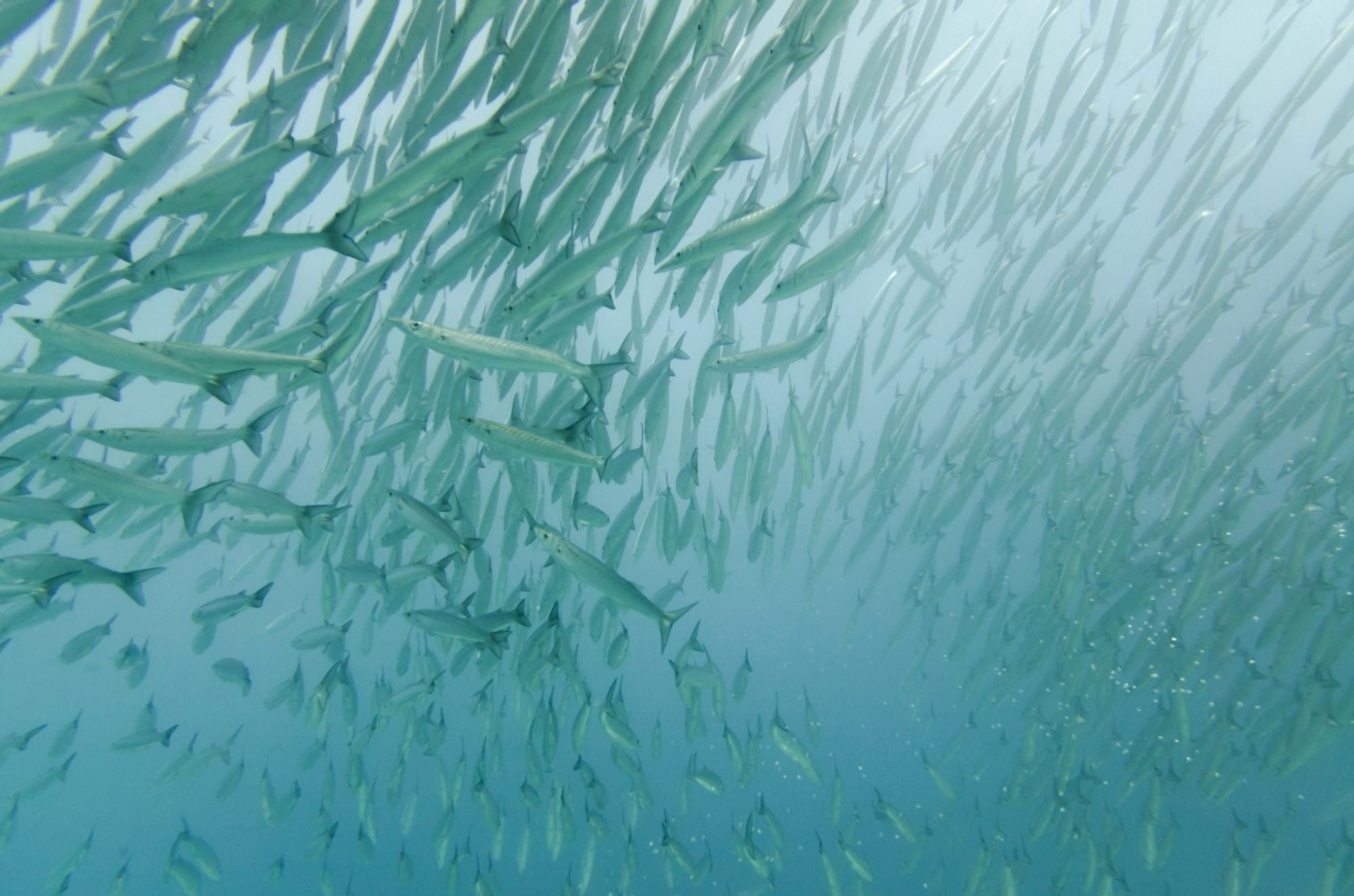 A Large Group Of Pacific Barracuda (Sphryaena Argentea) In The Pacific Ocean Galapagos Equador Canvas Art - Keith Levit Design Pics (19 x 12)