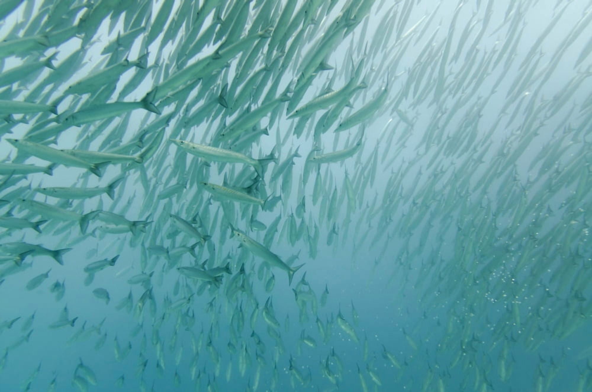 A Large Group Of Pacific Barracuda (Sphryaena Argentea) In The Pacific Ocean Galapagos Equador Canvas Art - Keith Levit Design Pics (38 x 24)