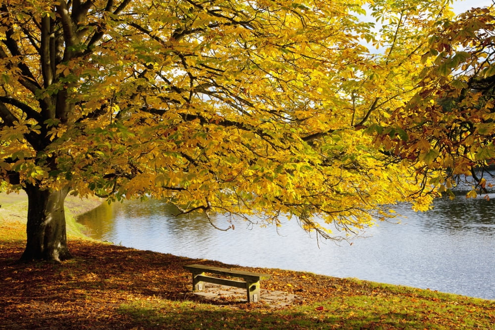 A Large Tree And Bench Along The Water In Autumn North Yorkshire England Canvas Art - John Short  Design Pics (19 x 12)