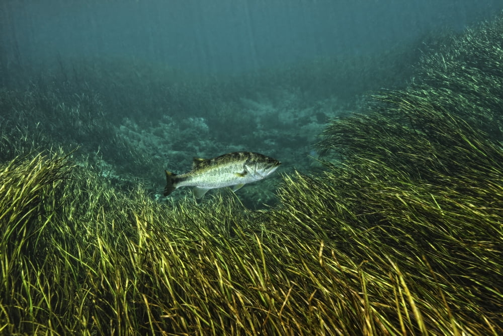 A Largemouth Bass swims amonst Strap-leaf sagittaria on the river bottom Canvas Art - Michael WoodStocktrek Images (18 x 12)