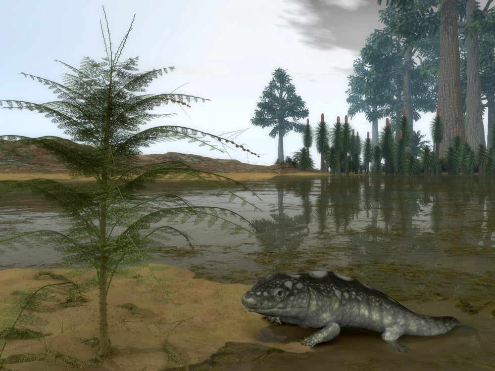 A Late Devonian Ichthyostega emerges from waters of a floodplain Canvas Art - Walter MyersStocktrek Images (17 x 13)