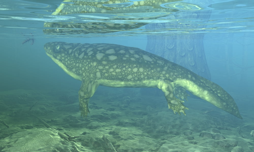 A Late Devonian Period Ichthyostega submerged in a floodplain Canvas Art - Walter MyersStocktrek Images (19 x 11)