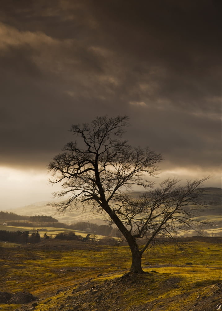 A Leafless Tree With Dark Clouds Overhead Northumberland England Canvas Art - John Short Design Pics (26 x 36)