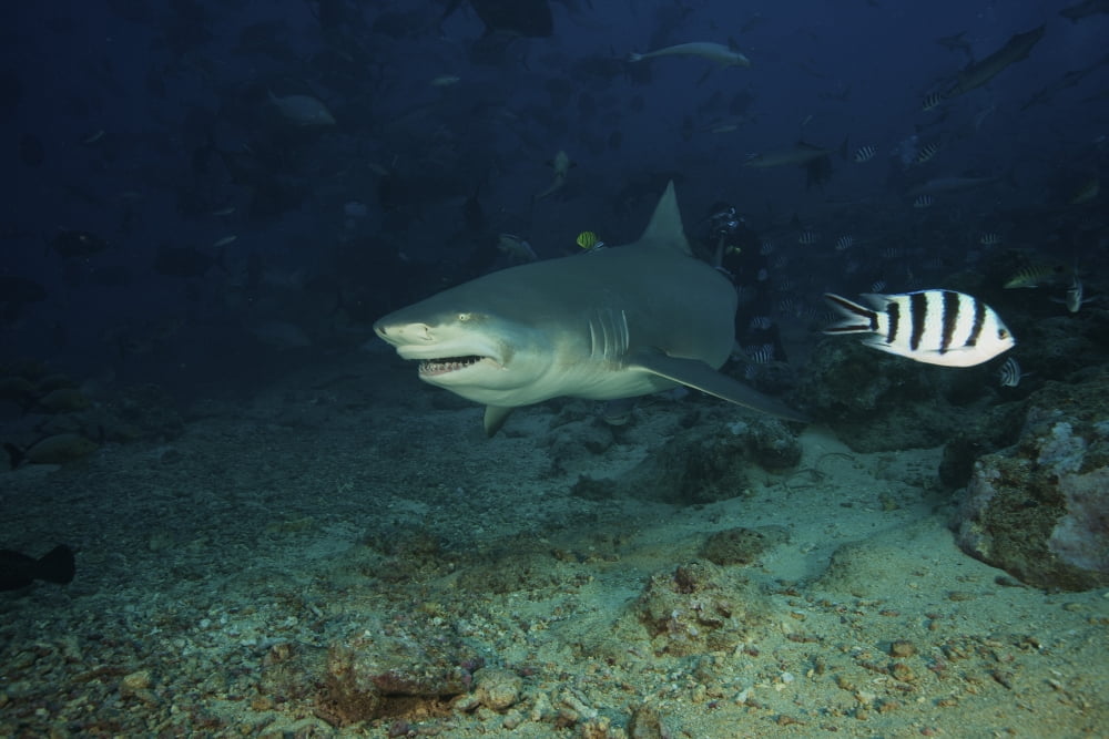 A Lemon Shark gulps down a large tuna head in front of a crowd of divers Fiji Canvas Art - Terry MooreStocktrek Images (18 x 12)