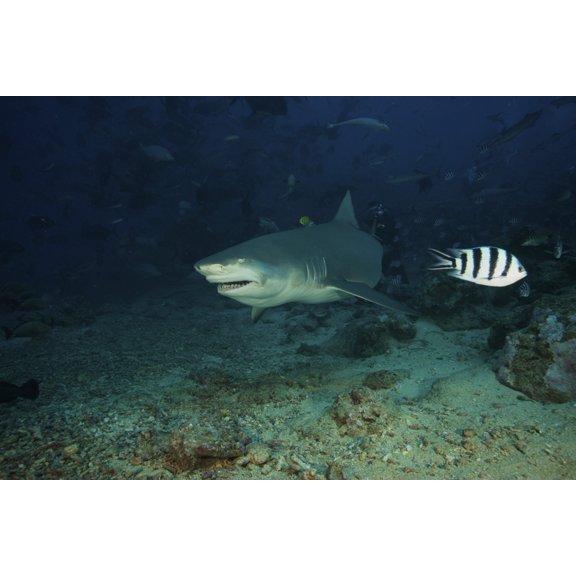A Lemon Shark gulps down a large tuna head in front of a crowd of divers Fiji Canvas Art - Terry MooreStocktrek Images (35 x 23)