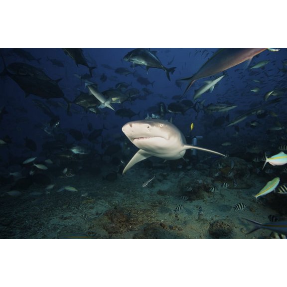 A Lemon Shark swims through a large school of reef fish Fiji Canvas Art - Terry MooreStocktrek Images (18 x 12)