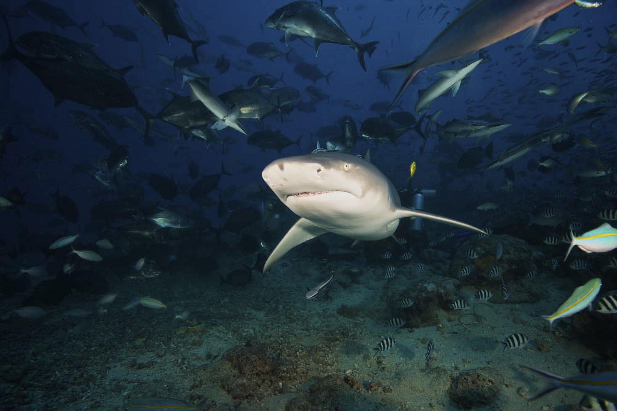 A Lemon Shark swims through a large school of reef fish Fiji Canvas Art - Terry MooreStocktrek Images (35 x 23)