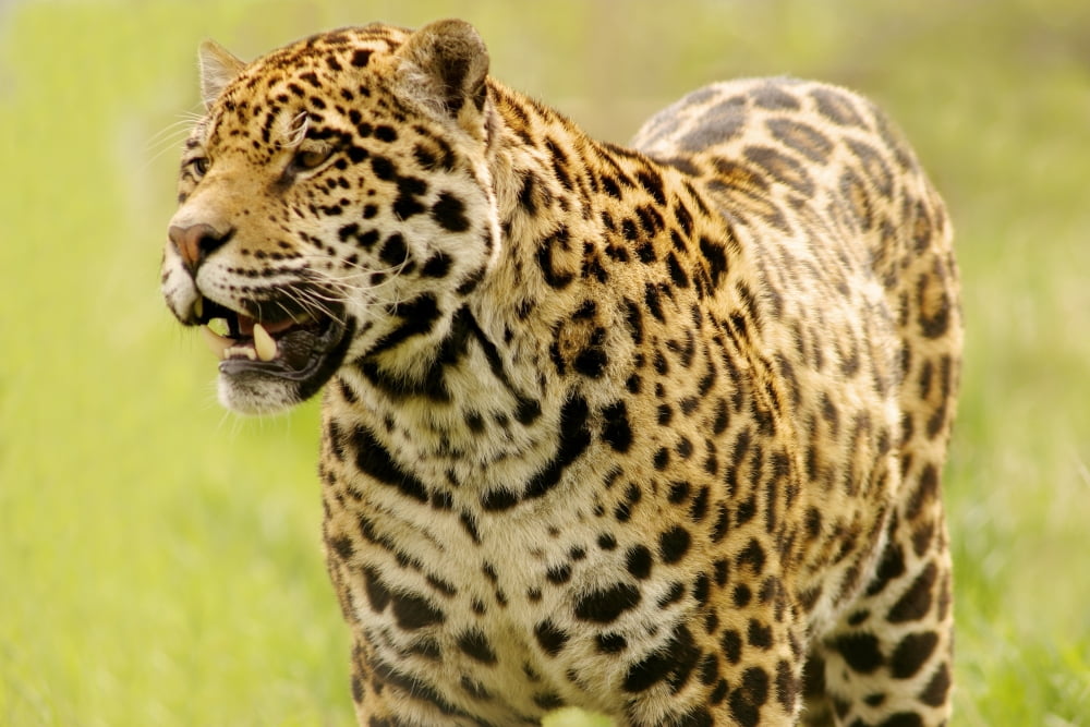 A Leopard Canvas Art - Con Tanasiuk Design Pics (17 x 11)