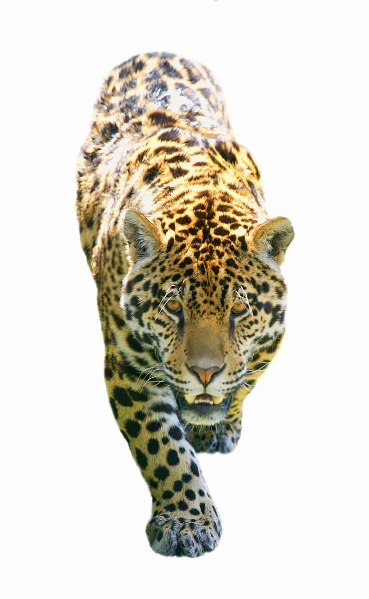 A Leopard On The Prowl Canvas Art - Don Hammond Design Pics (11 x 18)