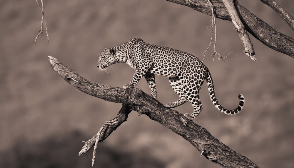A Leopard (Panthera Pardus) In A Tree Samburu Kenya Canvas Art - David DuChemin Design Pics (20 x 11)