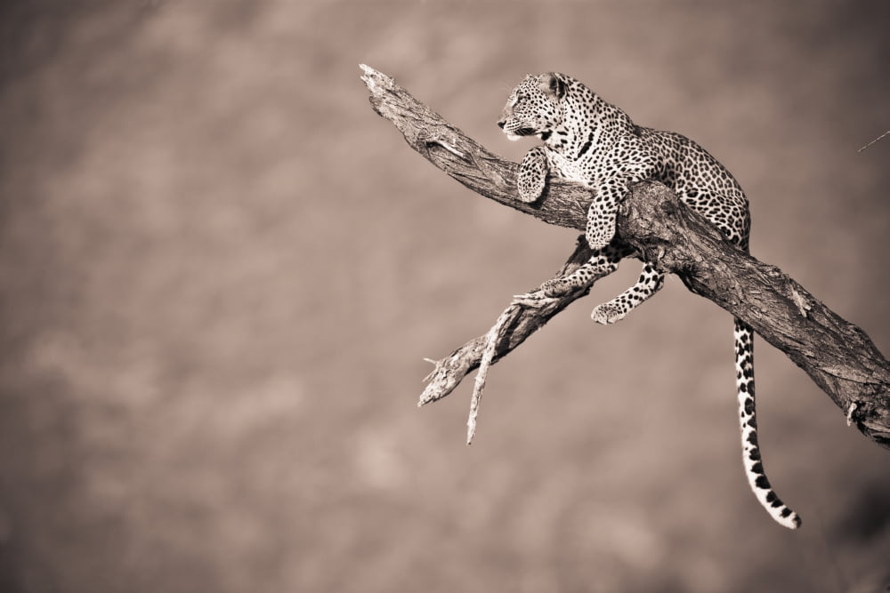 A Leopard (Panthera Pardus) In A Tree Samburu Kenya Canvas Art - David DuChemin Design Pics (38 x 24)