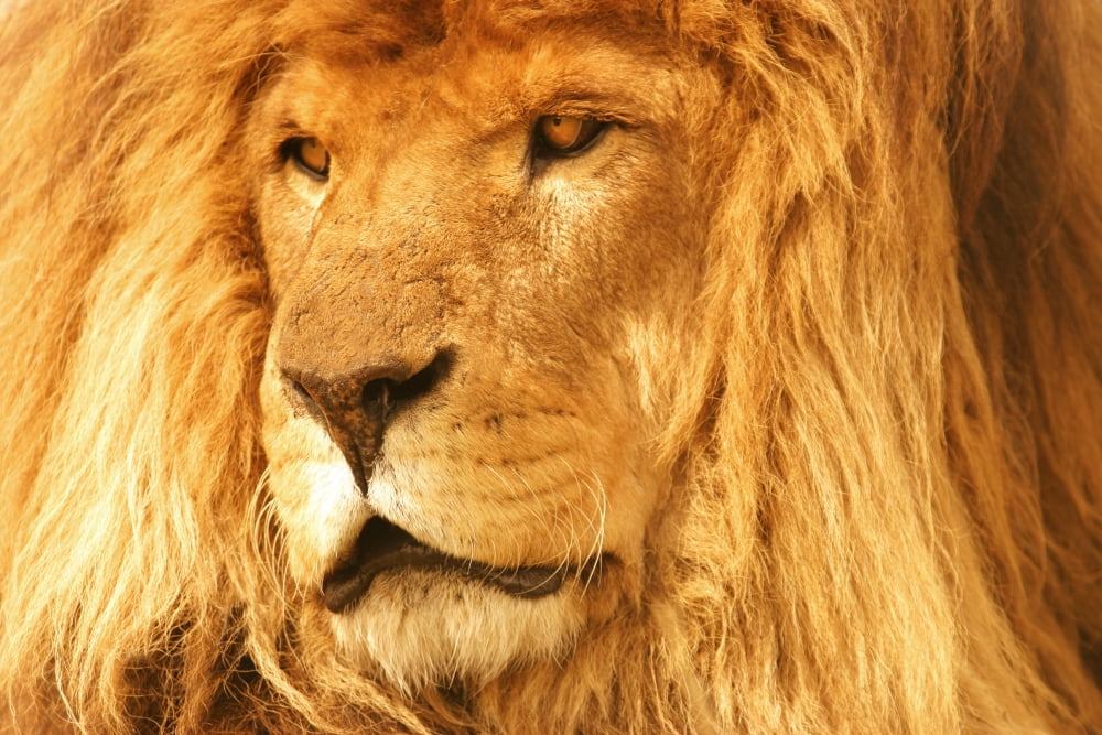 A Lion Canvas Art - Con Tanasiuk Design Pics (34 x 22)