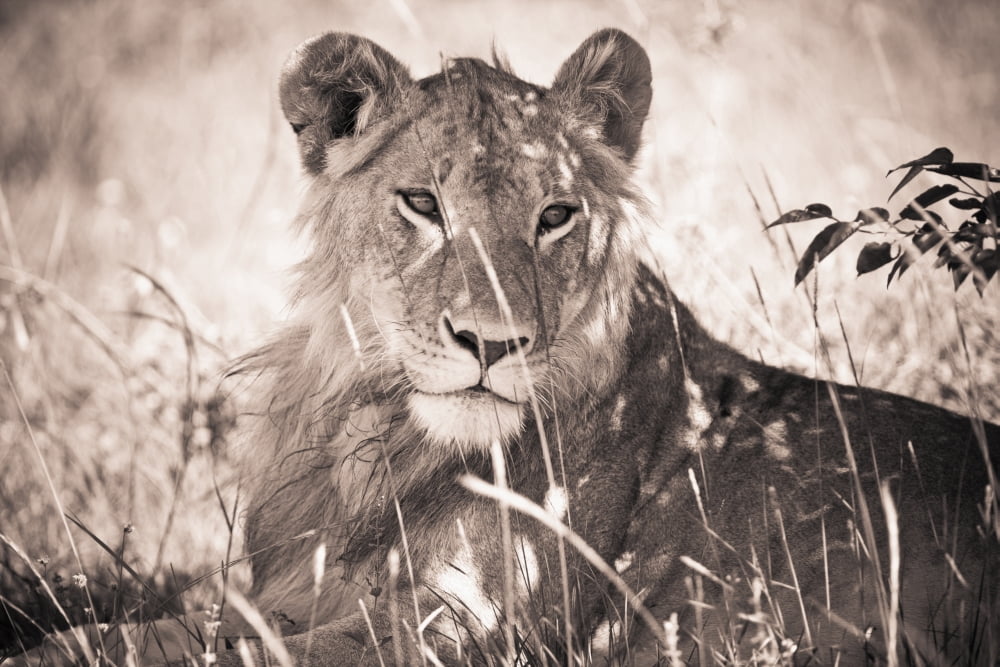 A Lioness Lays In The Shade Kenya Canvas Art - David DuChemin Design Pics (19 x 12)