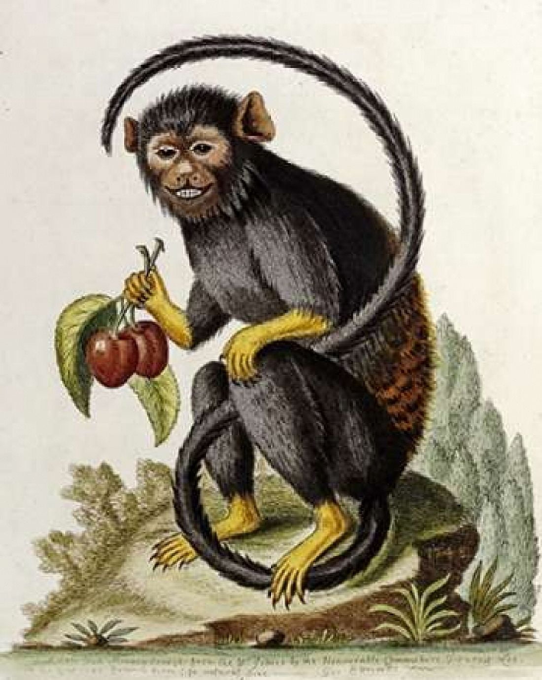 A Little Black Monkey Canvas Art - George Edwards (20 x 24)