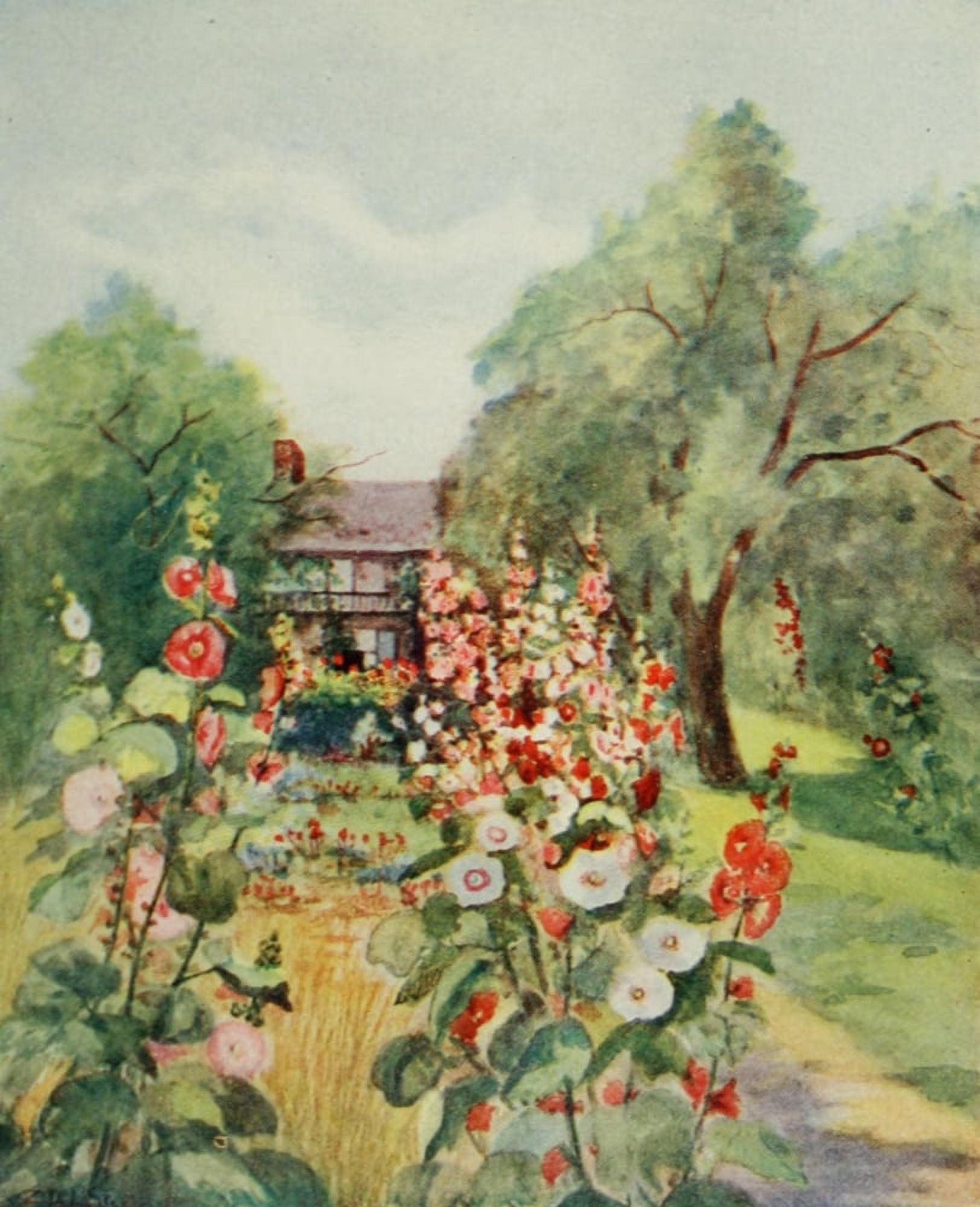 A Little Maryland Garden 1909 Hollyhocks Canvas Art - Zulma deL Steele (18 x 24)