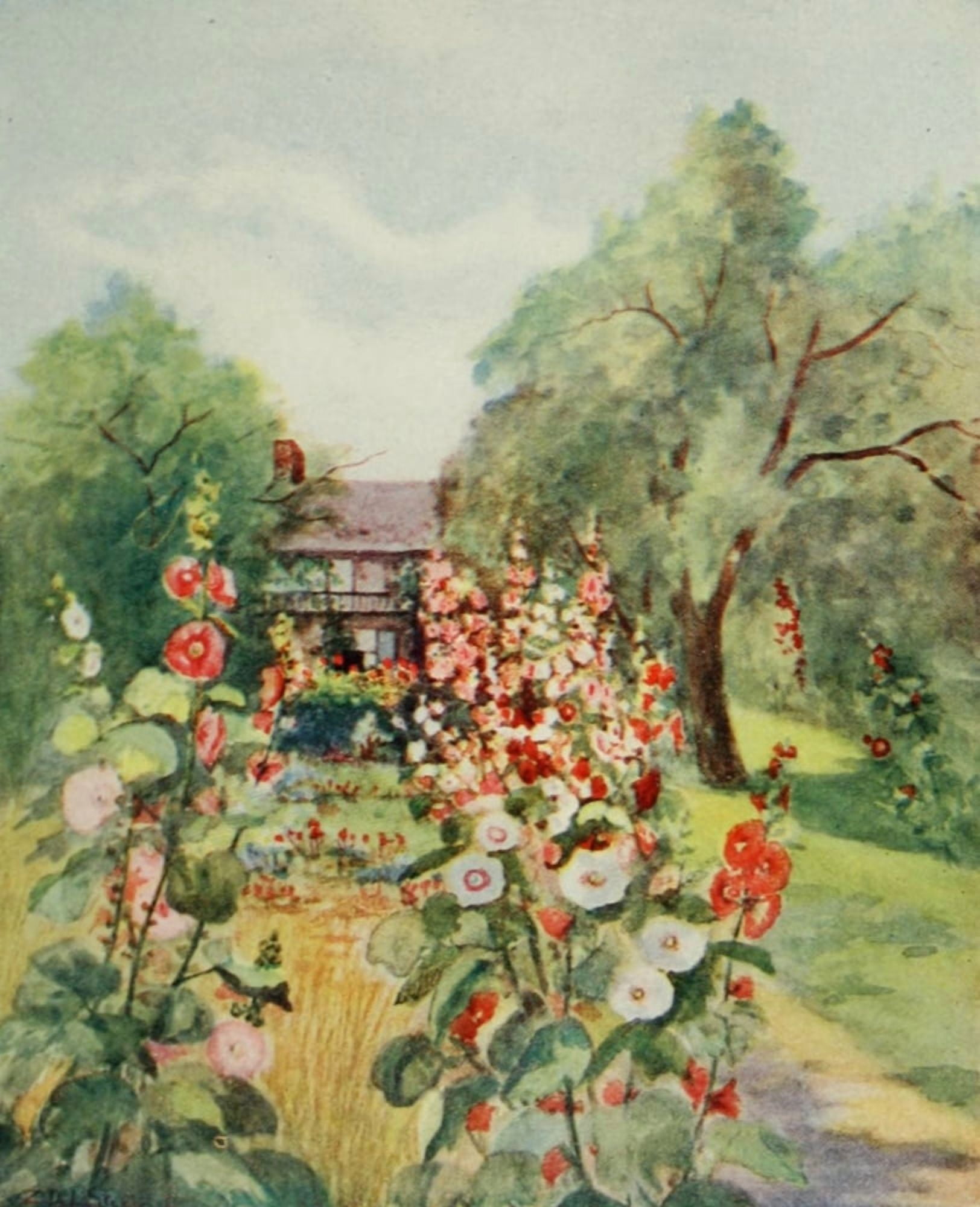 A Little Maryland Garden 1909 Hollyhocks Canvas Art - Zulma deL Steele (24 x 36)