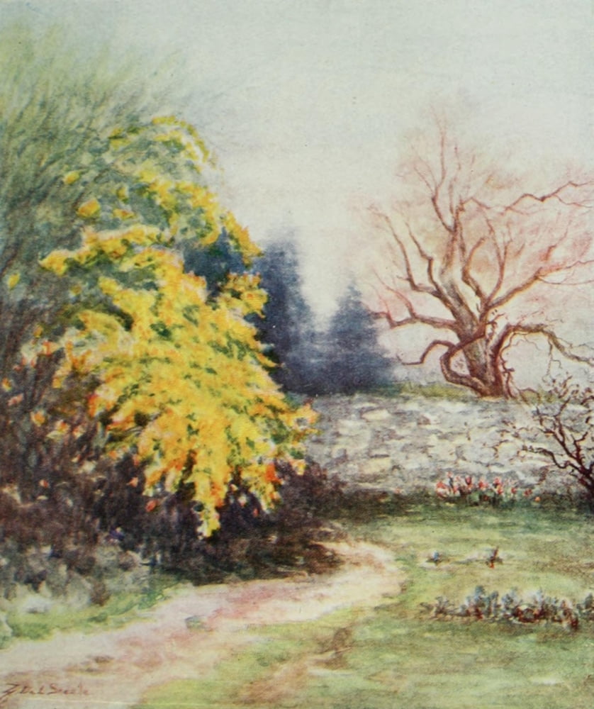 A Little Maryland Garden 1909 Laburnam Canvas Art - Zulma deL Steele (18 x 24)