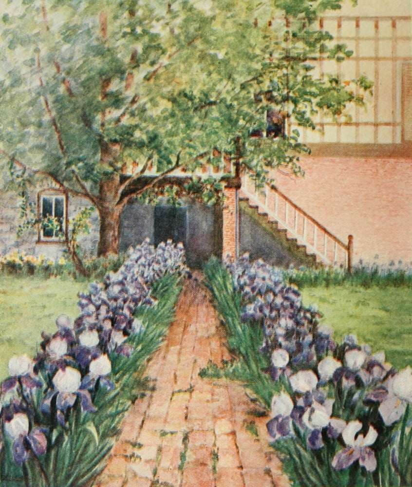 A Little Maryland Garden 1909 Tulips Canvas Art - Zulma deL Steele (24 x 36)