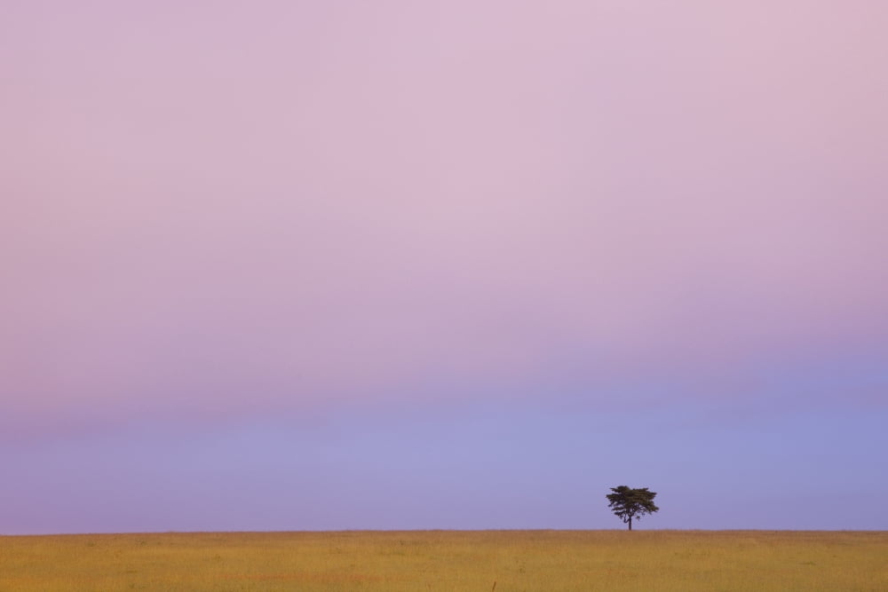A Lone Tree Against The Horizon At Sunset Kenya Canvas Art - David DuChemin Design Pics (19 x 12)
