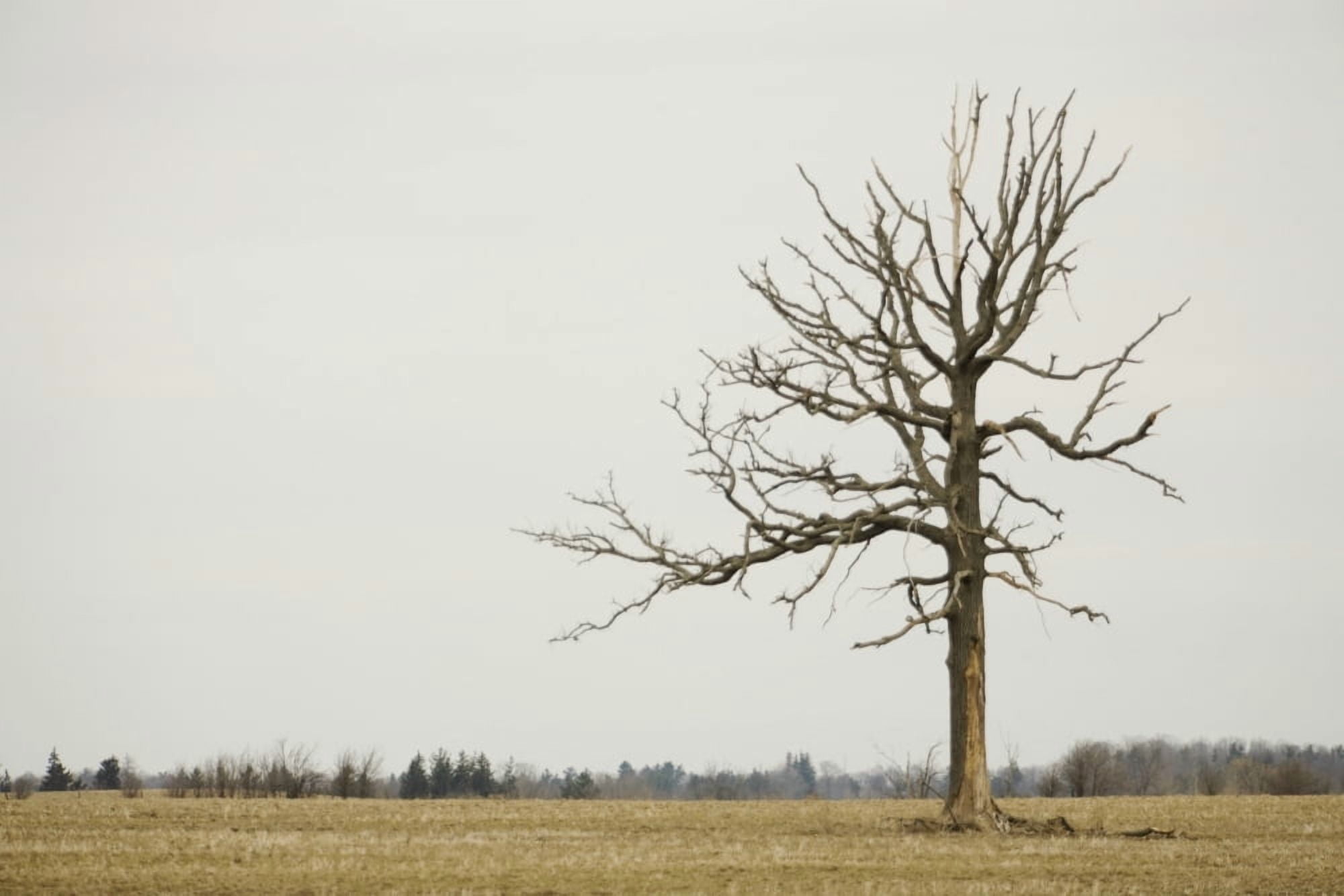 A Lone Tree In A Field Winnipeg Manitoba Canada Canvas Art - Susan Dykstra Design Pics (38 x 24)